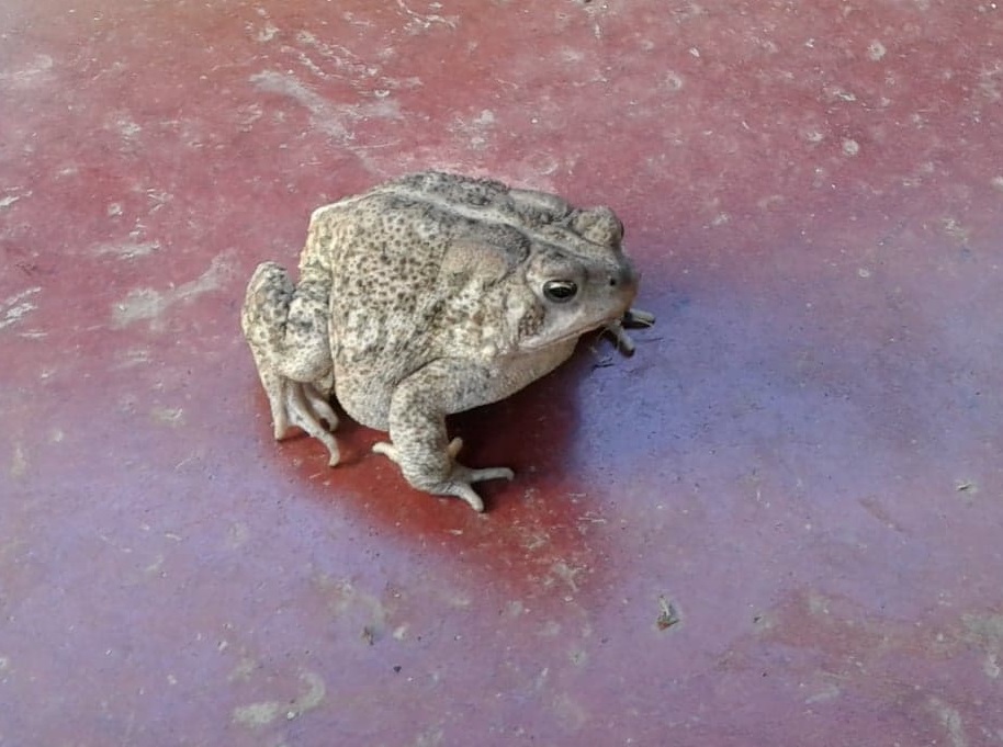 fatfrog